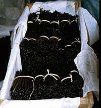 Vanille f&uuml;r den Export