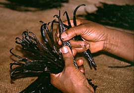 Pr&uuml;fung der Vanilleschoten