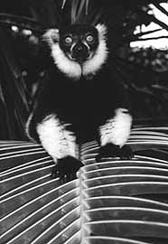 schwarz-wei�er Vari